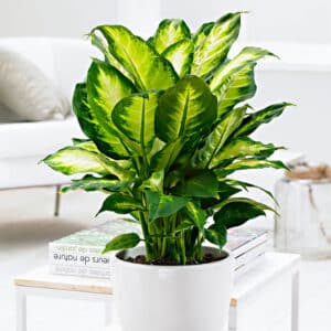 Dieffenbachia Camilla Plant